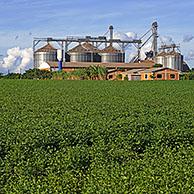 Veld met sojabonen en boerderij met silo's in Alto Paraná, Paraguay